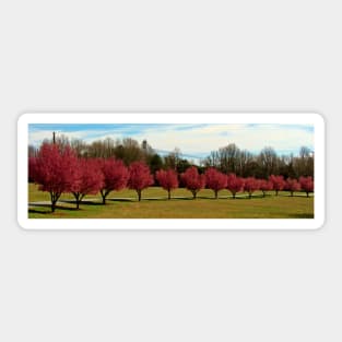 Pear Trees In A Row Sticker